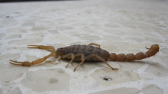 Aegaeobuthus nigrocinctus