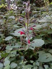 Salvia longistyla