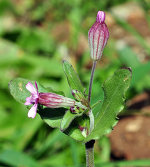 Silene diversifolia