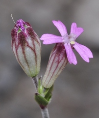 Silene diversifolia