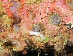 Hypselodoris bullockii