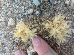 Dasyochloa pulchella