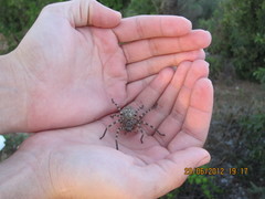 Eusparassus walckenaeri