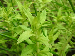 Limnophila aromatica