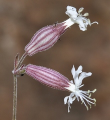 Silene germana