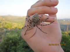 Eusparassus walckenaeri