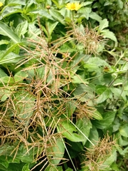 Cyperus