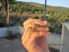 Eusparassus walckenaeri