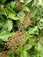 Cyperus