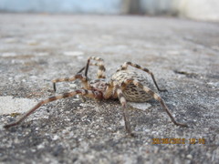 Eusparassus walckenaeri