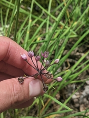 Allium allegheniense