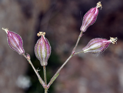 Silene germana