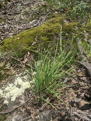 Allium allegheniense