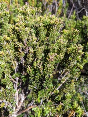 Podocarpus lawrencei