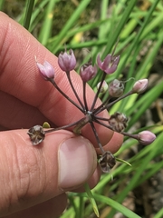 Allium allegheniense