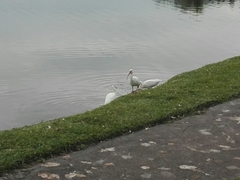 Eudocimus albus