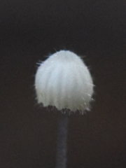 Mycena aciculata