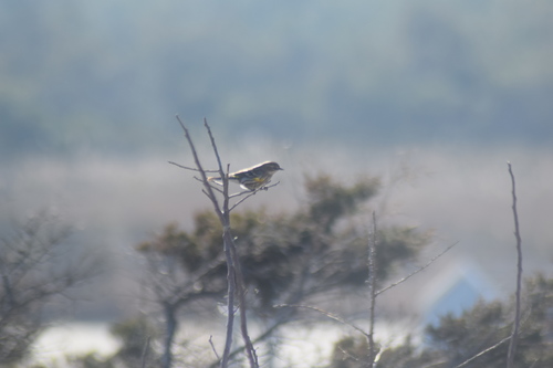 Yellow-rumped Warbler photographed in Delaware
