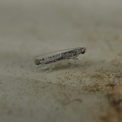 Neurobathra strigifinitella