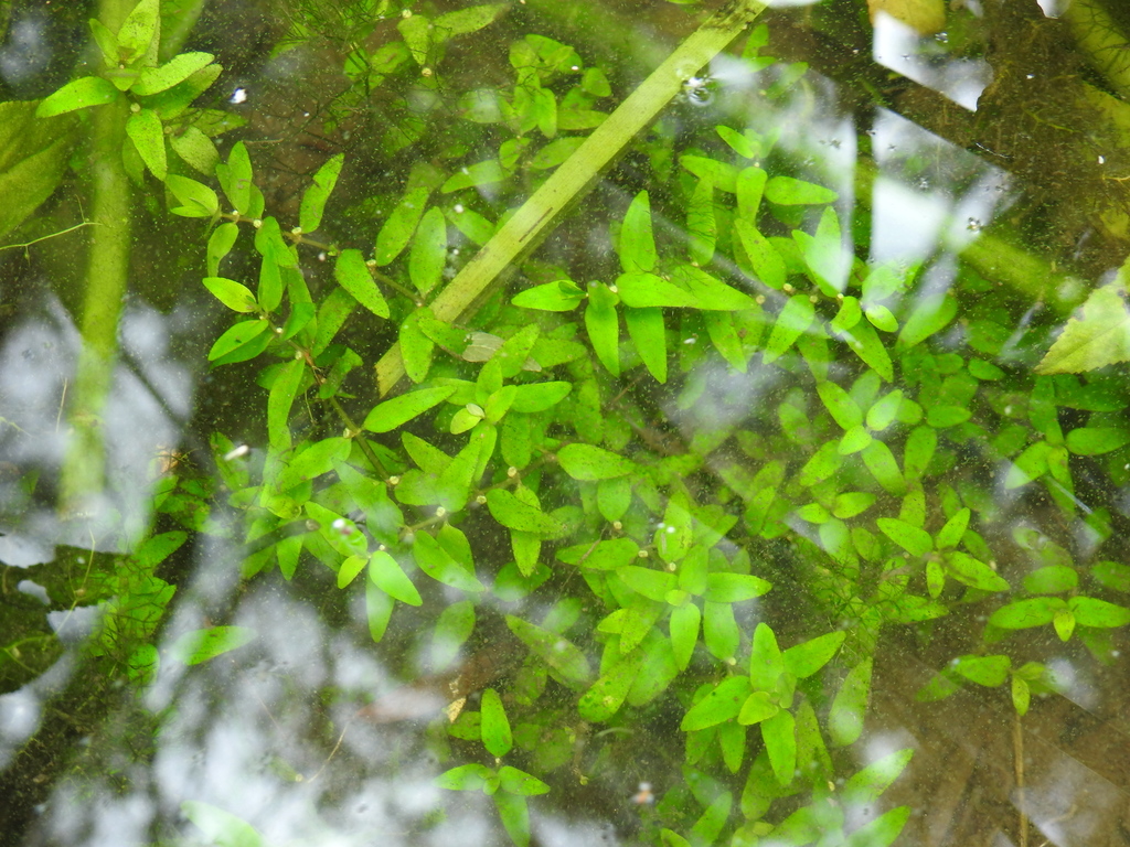 Elatine gratioloides from Talegalla Weir QLD 4650, Australia on January