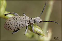 Vaquinha (Epicauta atomaria)