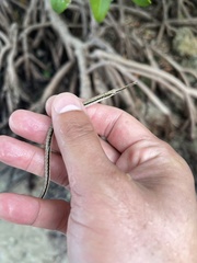 Syngnathus louisianae