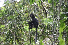 Trachypithecus mauritius