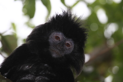 Trachypithecus mauritius