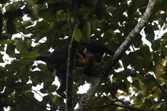 Trachypithecus mauritius