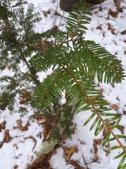 Taxus canadensis