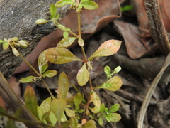 Glinus oppositifolius