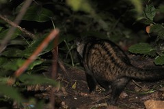 Paradoxurus musangus