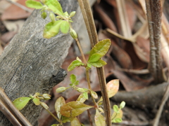 Glinus oppositifolius