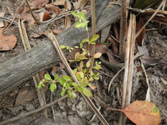 Glinus oppositifolius