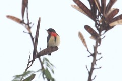 Dicaeum sanguinolentum