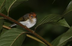 Phylloscopus grammiceps grammiceps