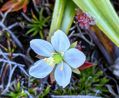 Drosera murfetii