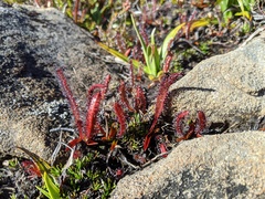 Drosera murfetii