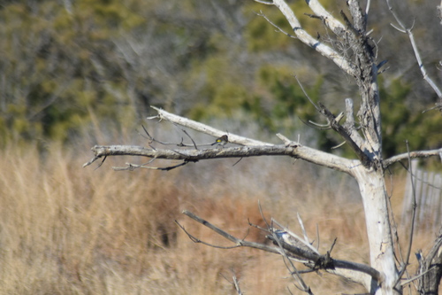 Yellow-rumped Warbler photographed in Delaware