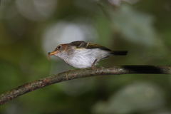 Phylloscopus grammiceps grammiceps