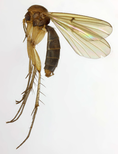 Mycetophila evanida