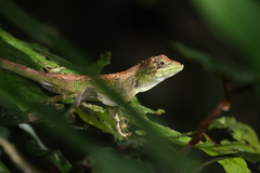 Pseudocalotes tympanistriga