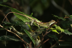 Pseudocalotes tympanistriga