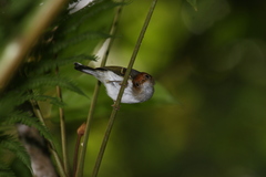 Phylloscopus grammiceps grammiceps