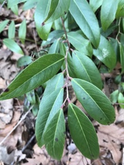 Leucothoe axillaris