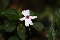 Impatiens javensis