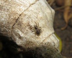 Saitis variegatus