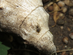 Saitis variegatus