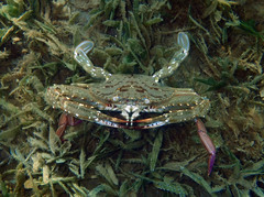 Achelous spinimanus