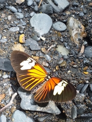 Heliconius xanthocles